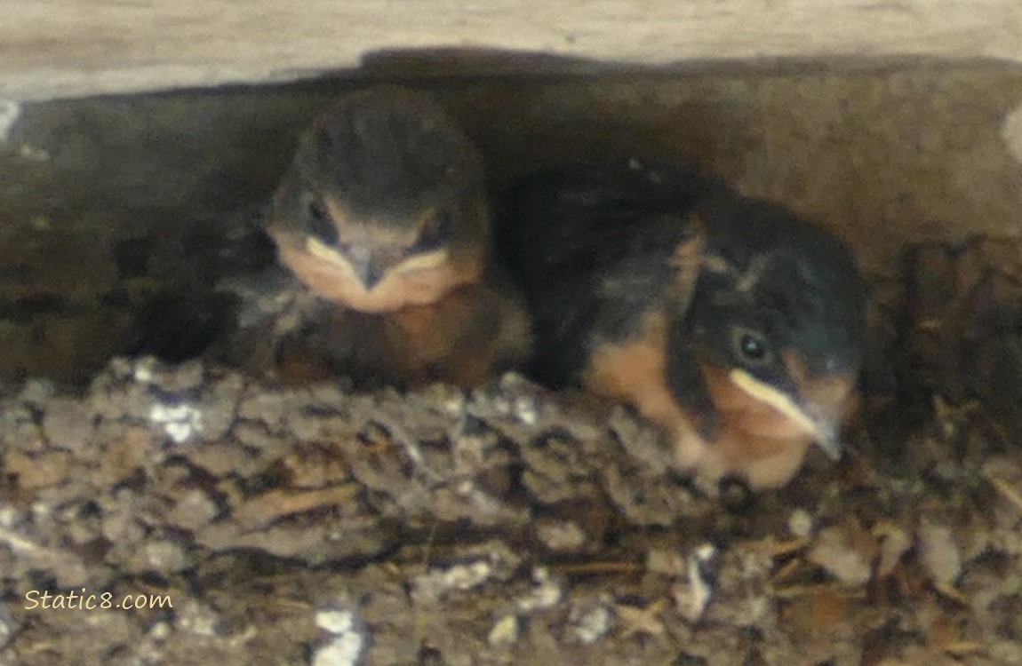 Two Barn Swallow nestlings in the nest