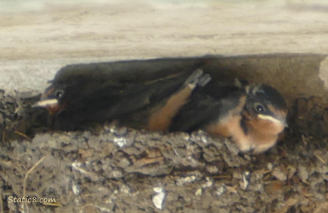 Two Barn Swallow nestlings in the nest