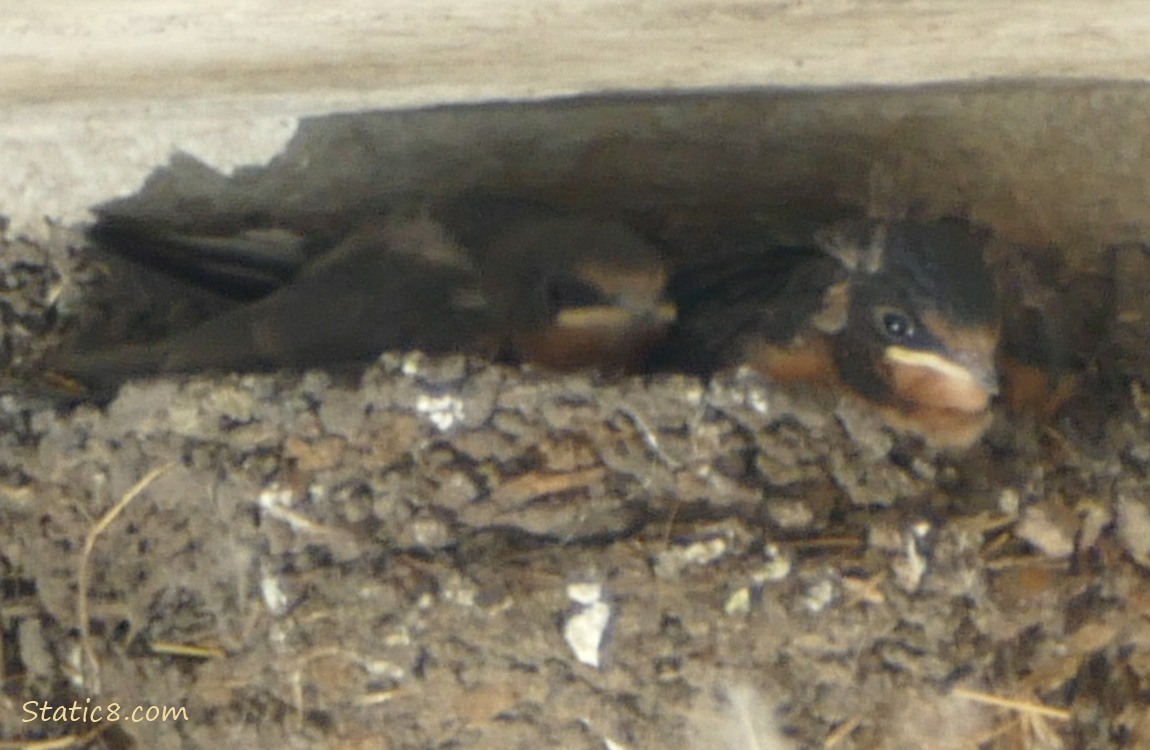 Two Barn Swallow nestlings in the nest, preening