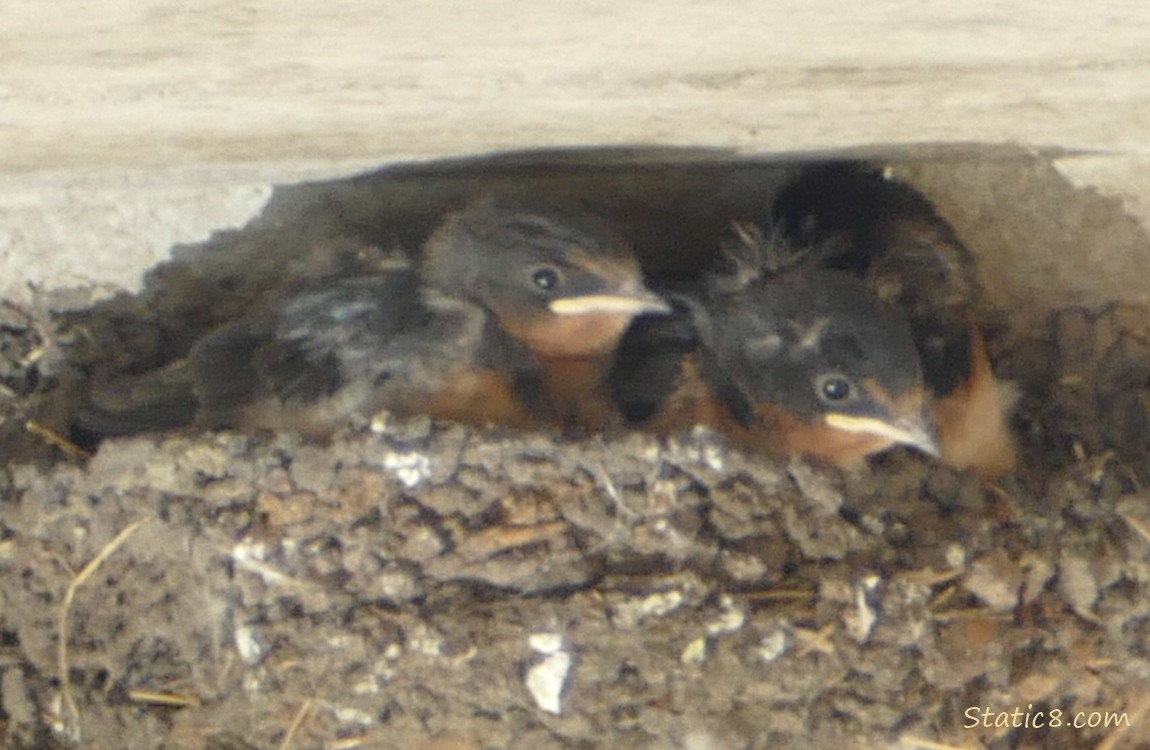 Three Barn Swallow nestlings in the nest