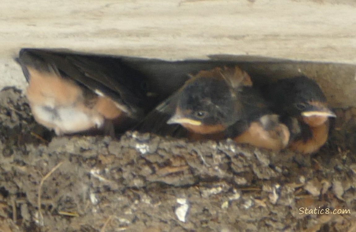 Barn Swallow nestling climbing down into the nest from the edge