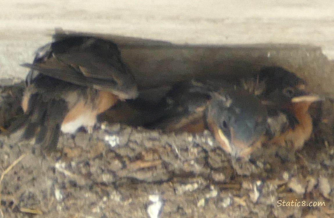 A Barn Swallow nestling is perched at the edge of the nest