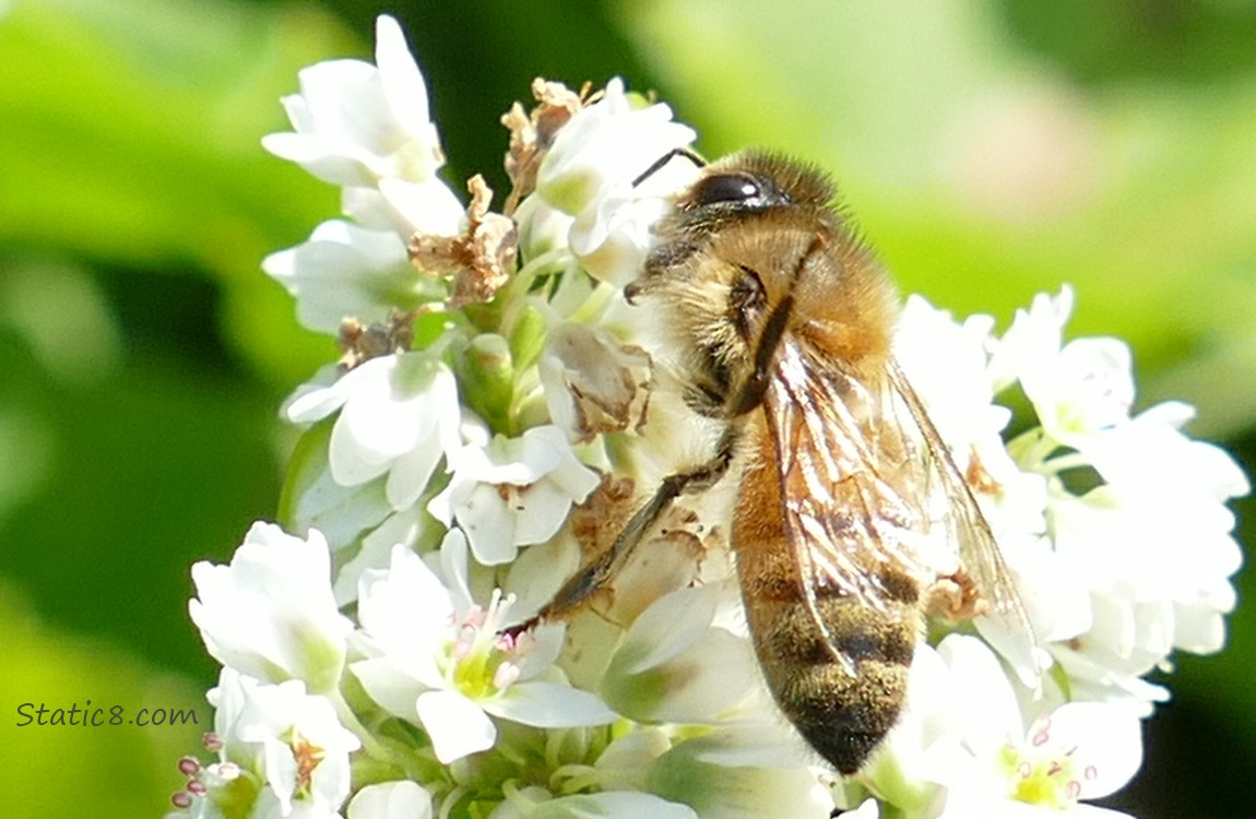 Honey Bee on Buckwheat blooms