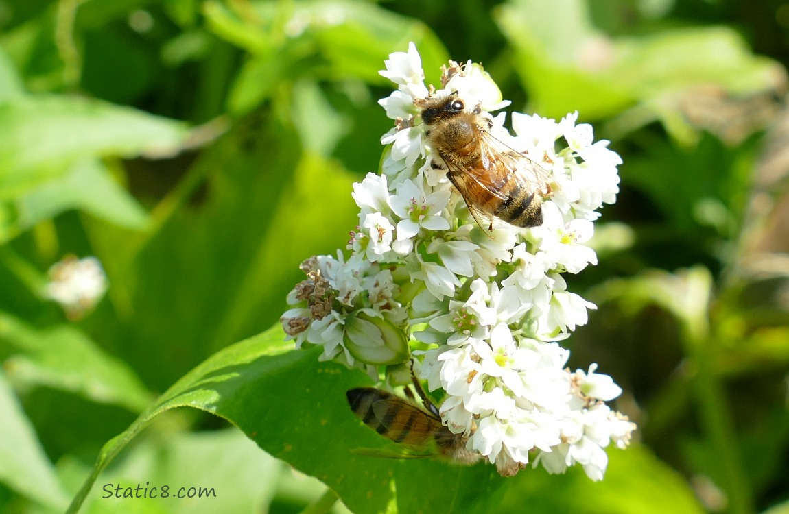 Honey Bees on Buckwheat blooms