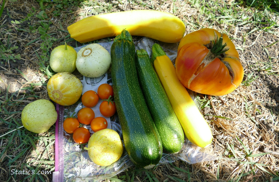 Harvested veggies laying on the ground