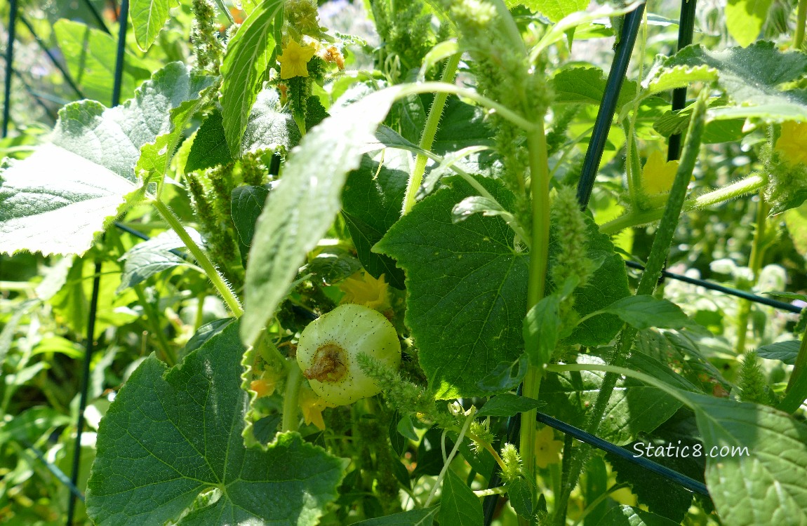 Lemon Cucumber growing on the vine