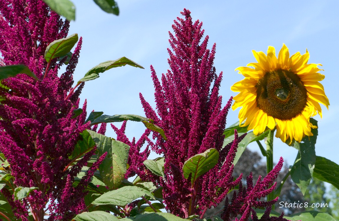 Red Amaranth stalks with a sunflower