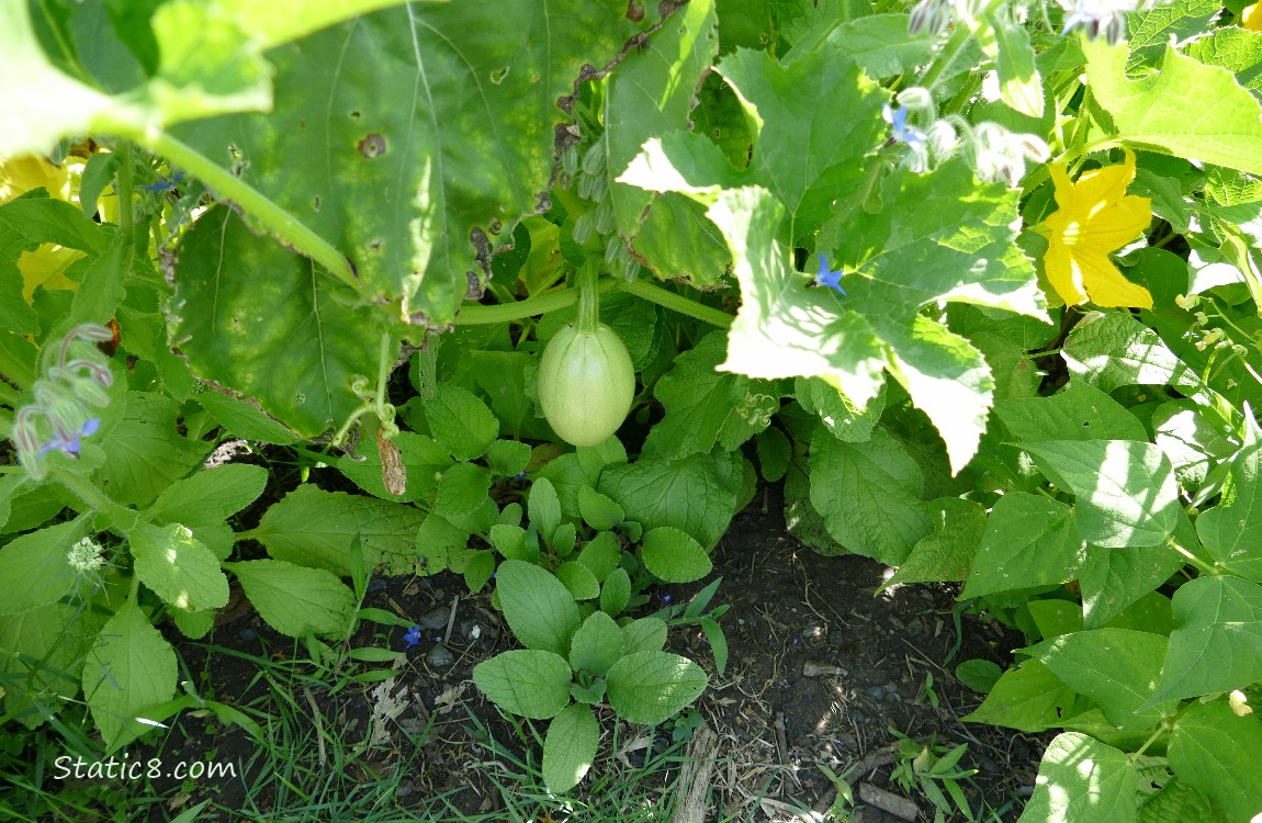 Spaghetti Squash fruit hanging from the vine