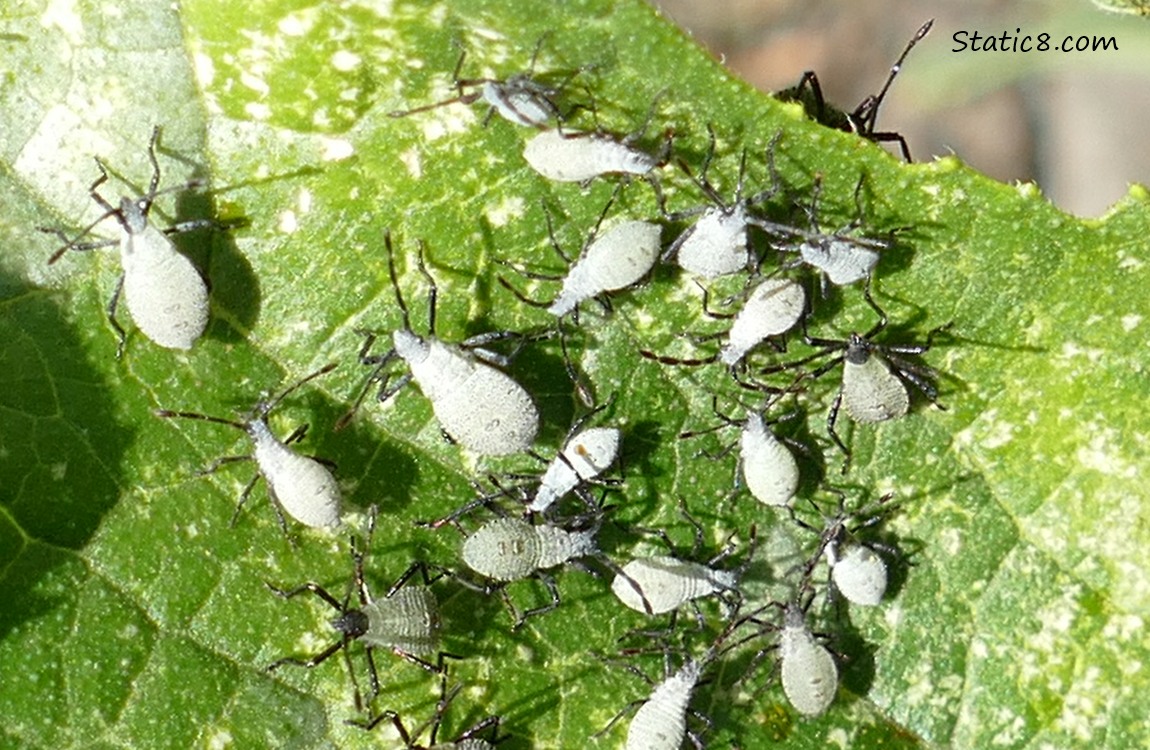 Squash Beetle nymphs on a Zucchini leaf