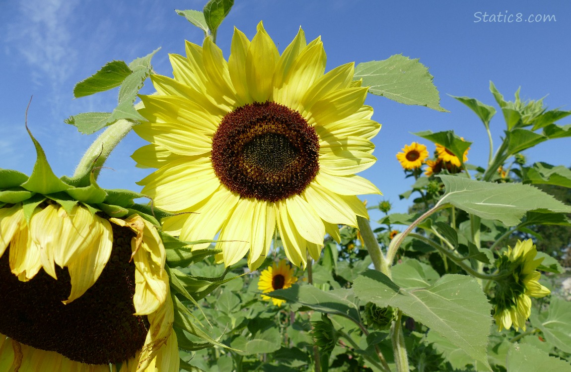 Sunflower blooms in front of a blue sky