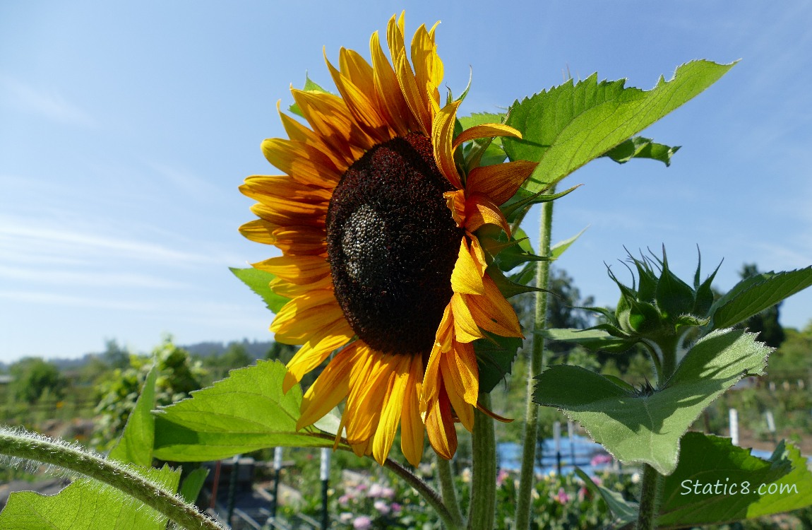 Red Sunflower with blue sky behind