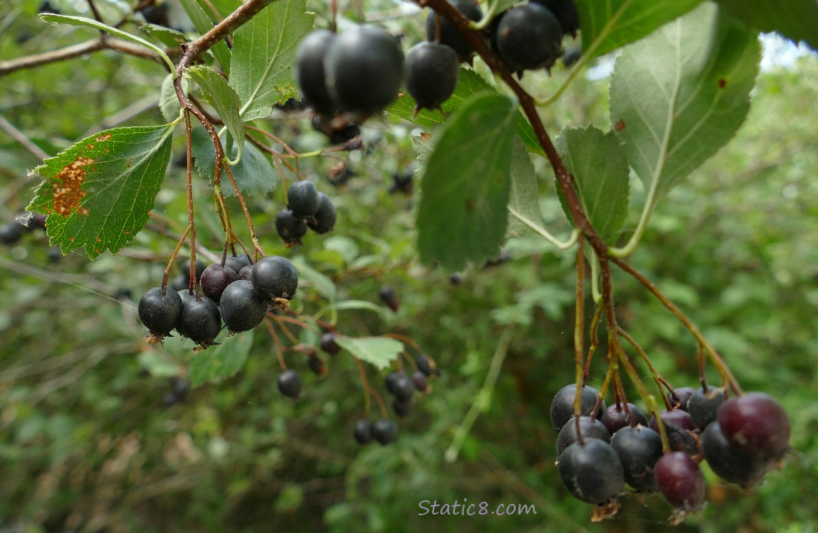 Hawthorn berries ripening on the tree