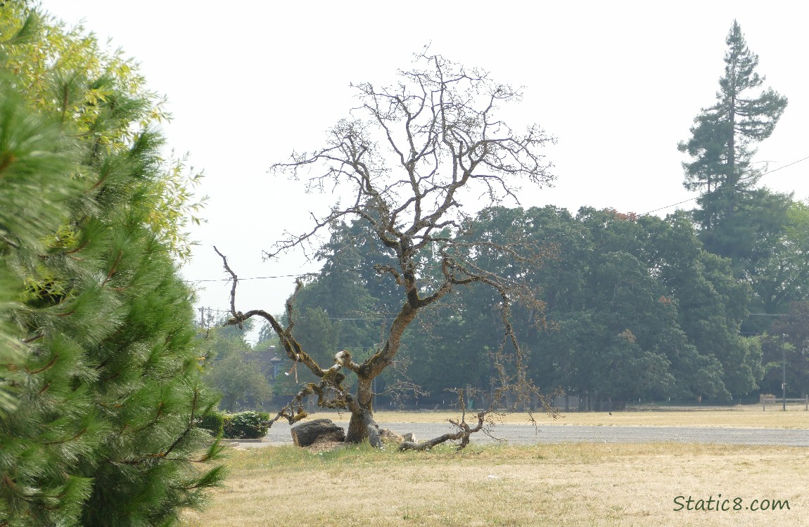 Fallen Leaning Tree