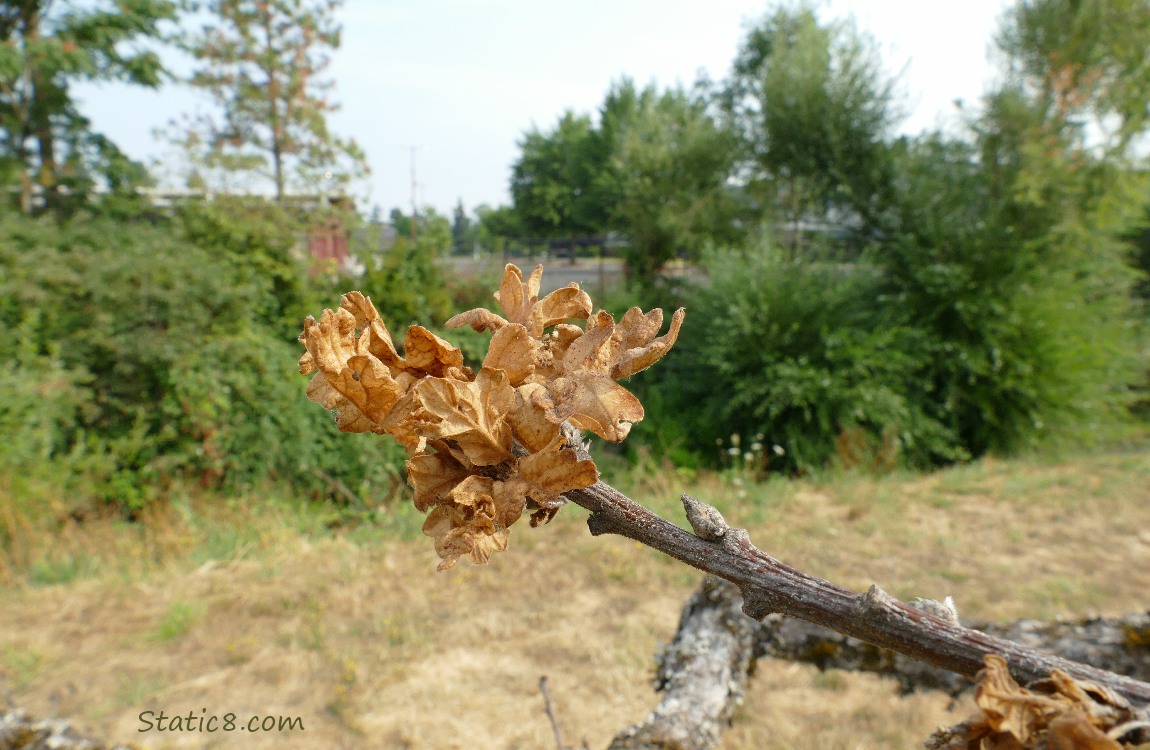 Dead oak leaves at the end of a twig