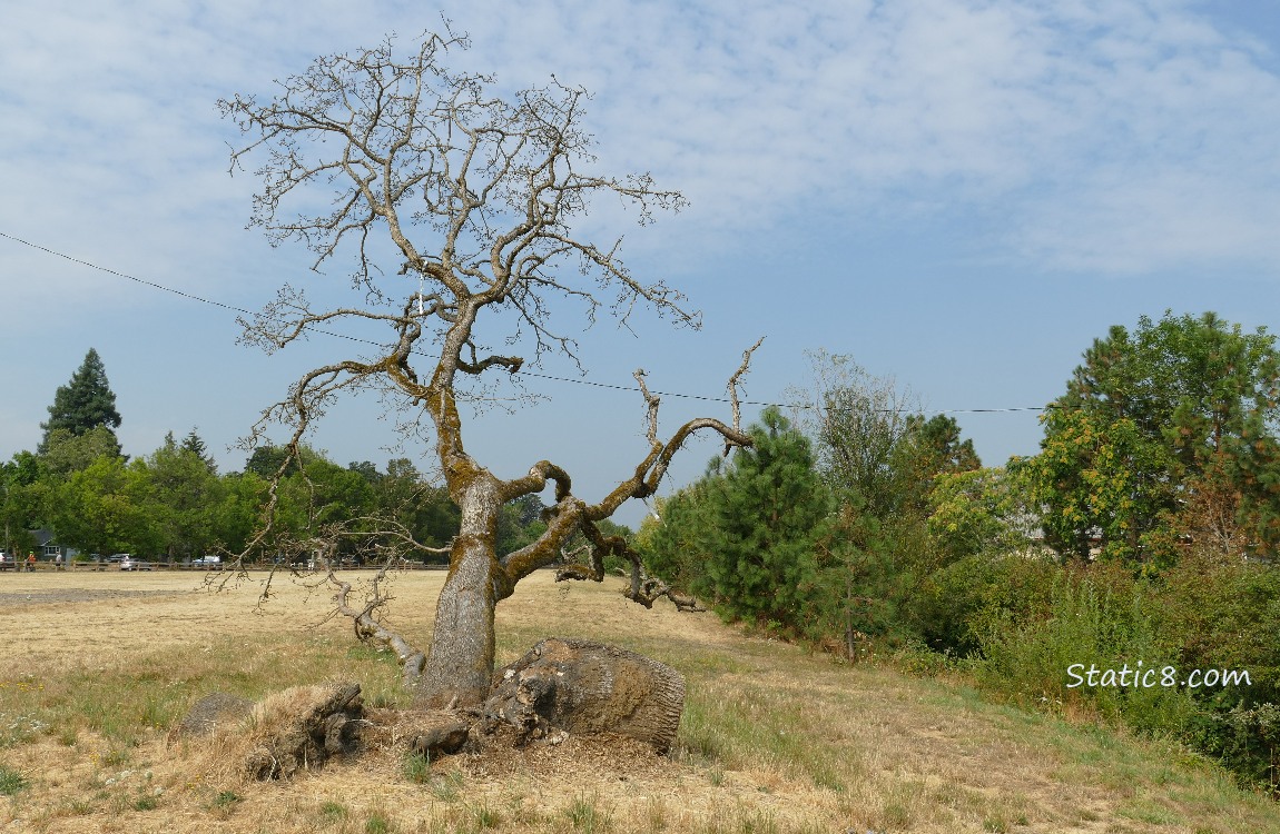 Fallen Leaning Tree