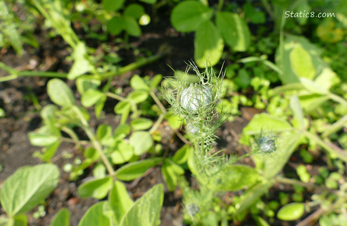 Love in a Mist, making a bloom