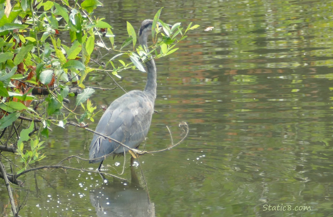 Great Blue Heron walking in shallow water, behind a bush