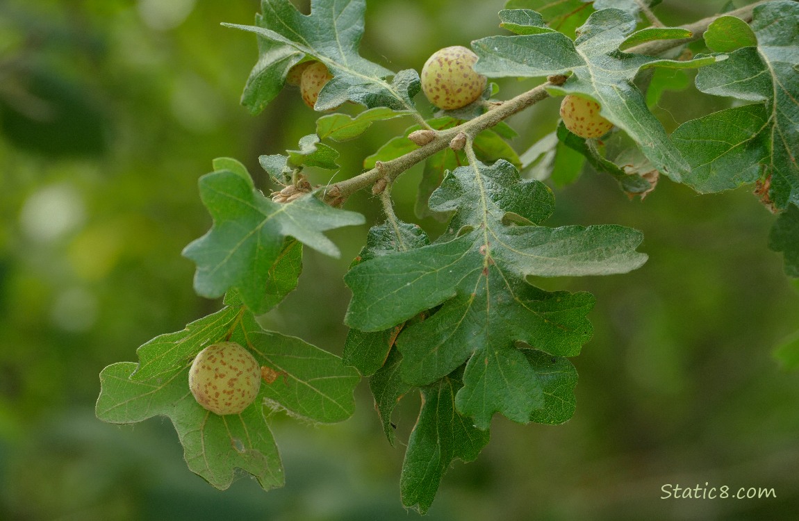 Galls on White Oak leaves