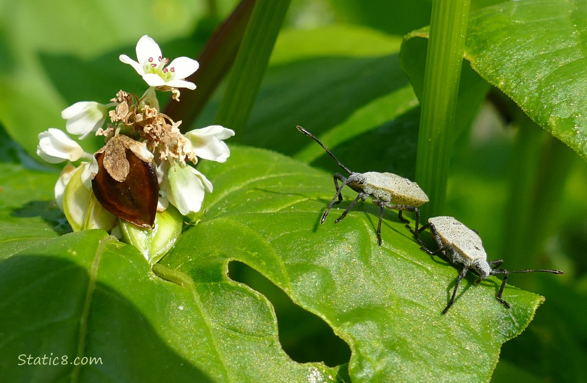 Squash Beetles standing on a leave next to a Buckwheat seed head