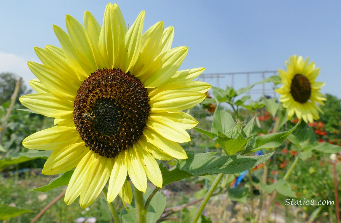 Lemon coloured sunflowers