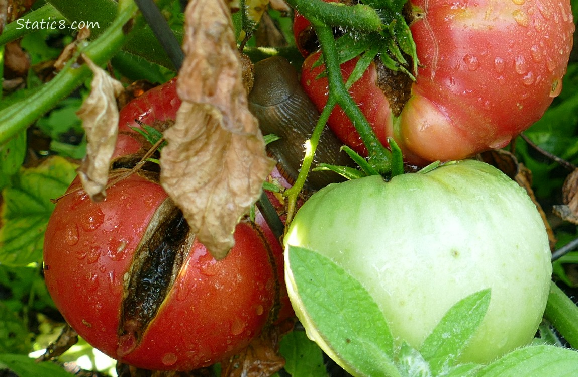 Slug on a ripening tomato