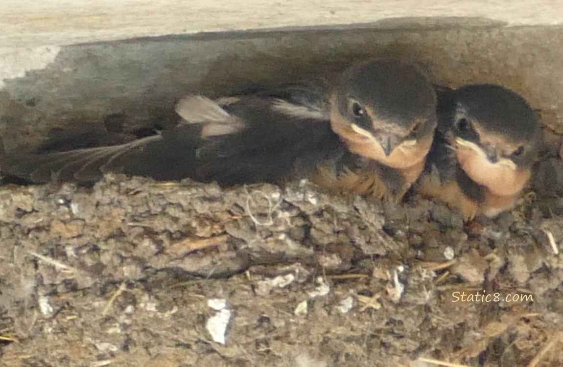 Two Barn Swallow nestlings in the nest