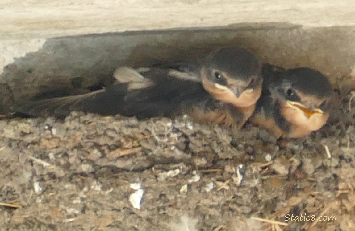 Two Barn Swallow nestlings in the nest