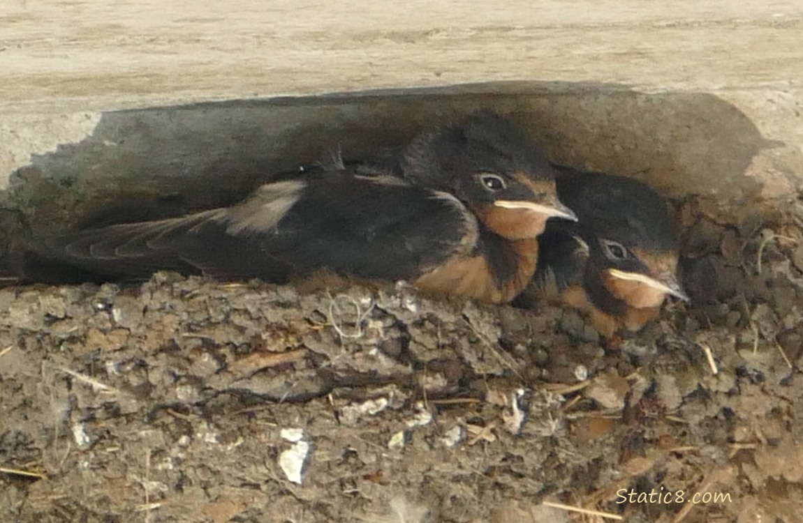 Two Barn Swallow nestlings in the nest