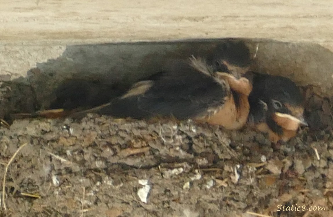 Barn Swallow nestlings in the nest