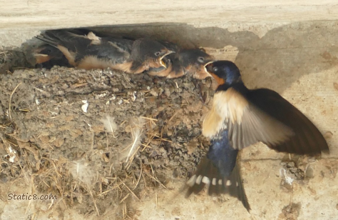 Barn Swallow parent feeding a baby in the nest