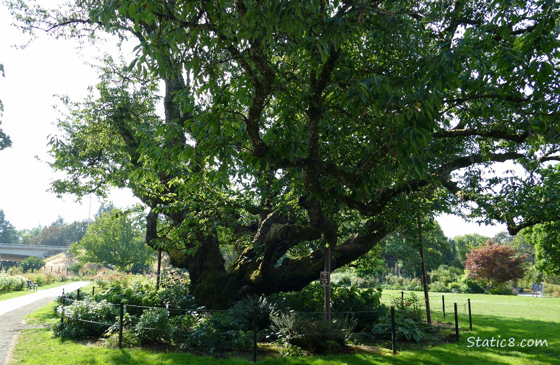 Big old cherry tree