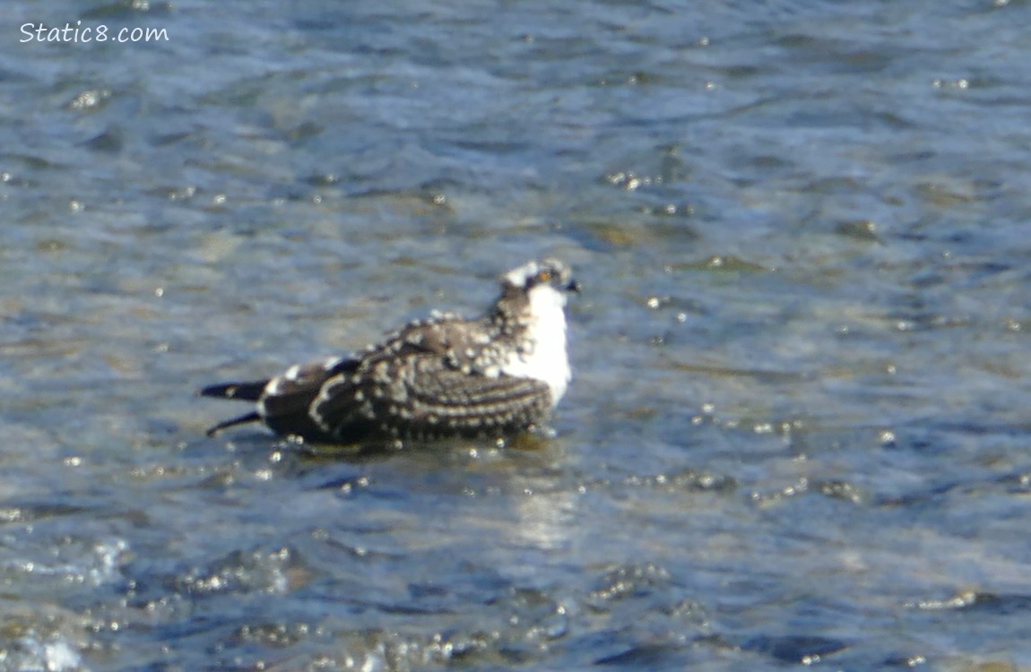 Osprey standing in shallow river