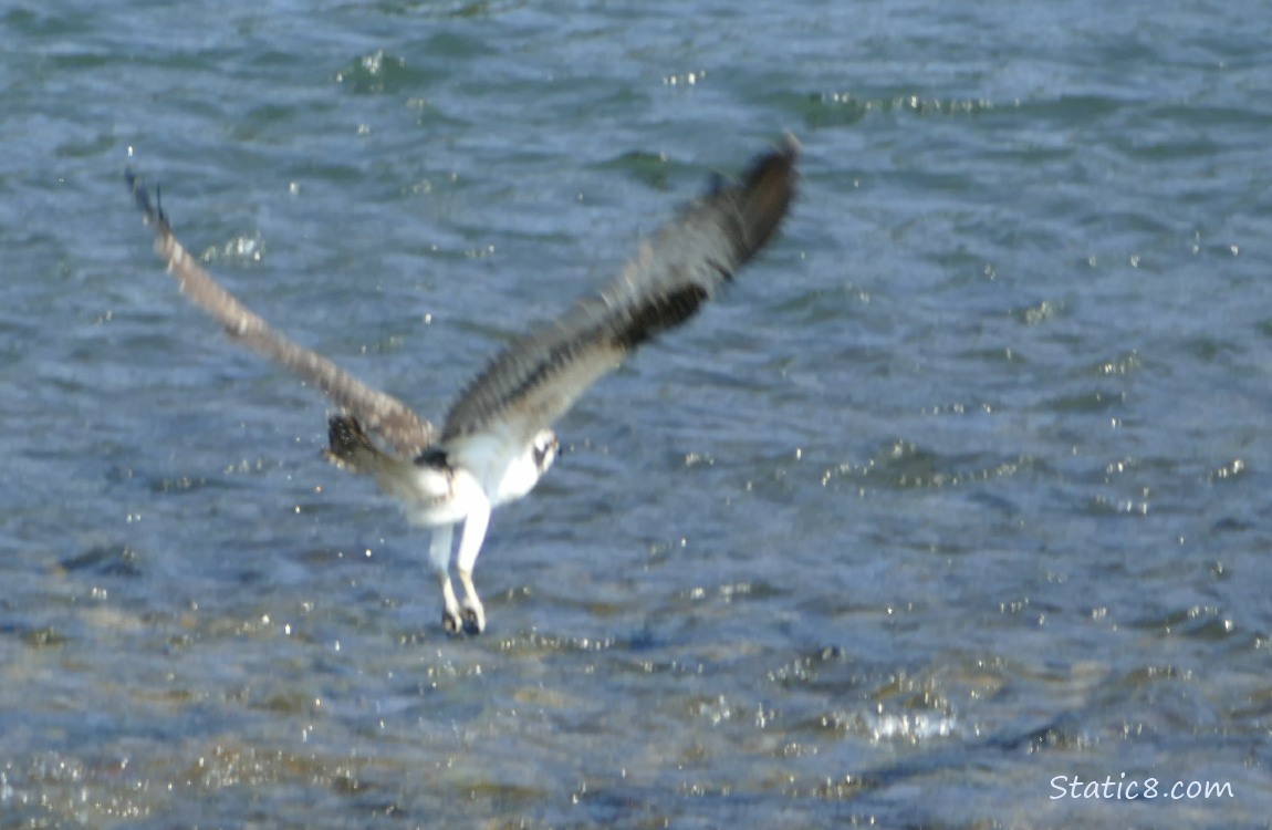 Osprey taking off from standing in the river