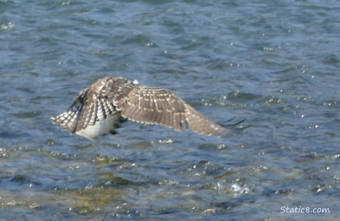 Osprey taking off from standing in the river