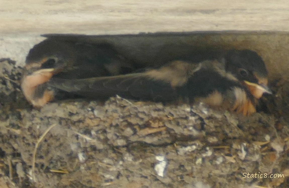 Barn Swallow nestlings in the nest