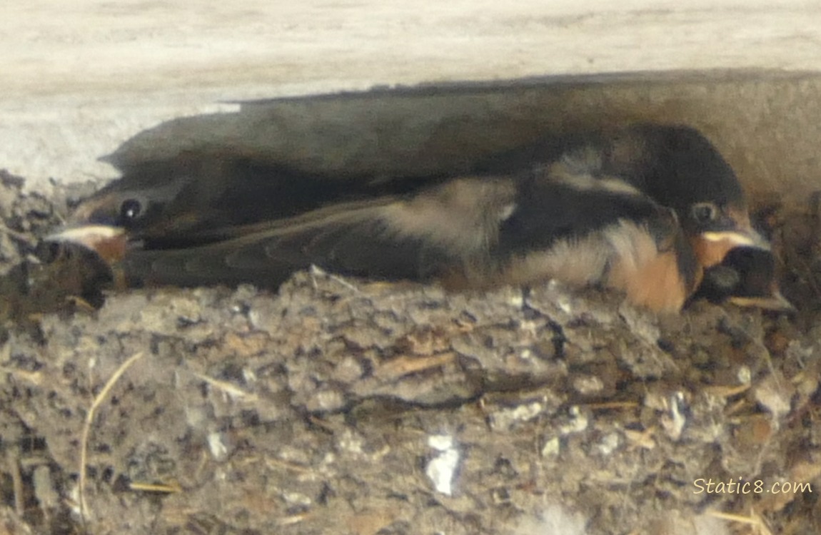 Two Barn Swallow nestlings in the nest