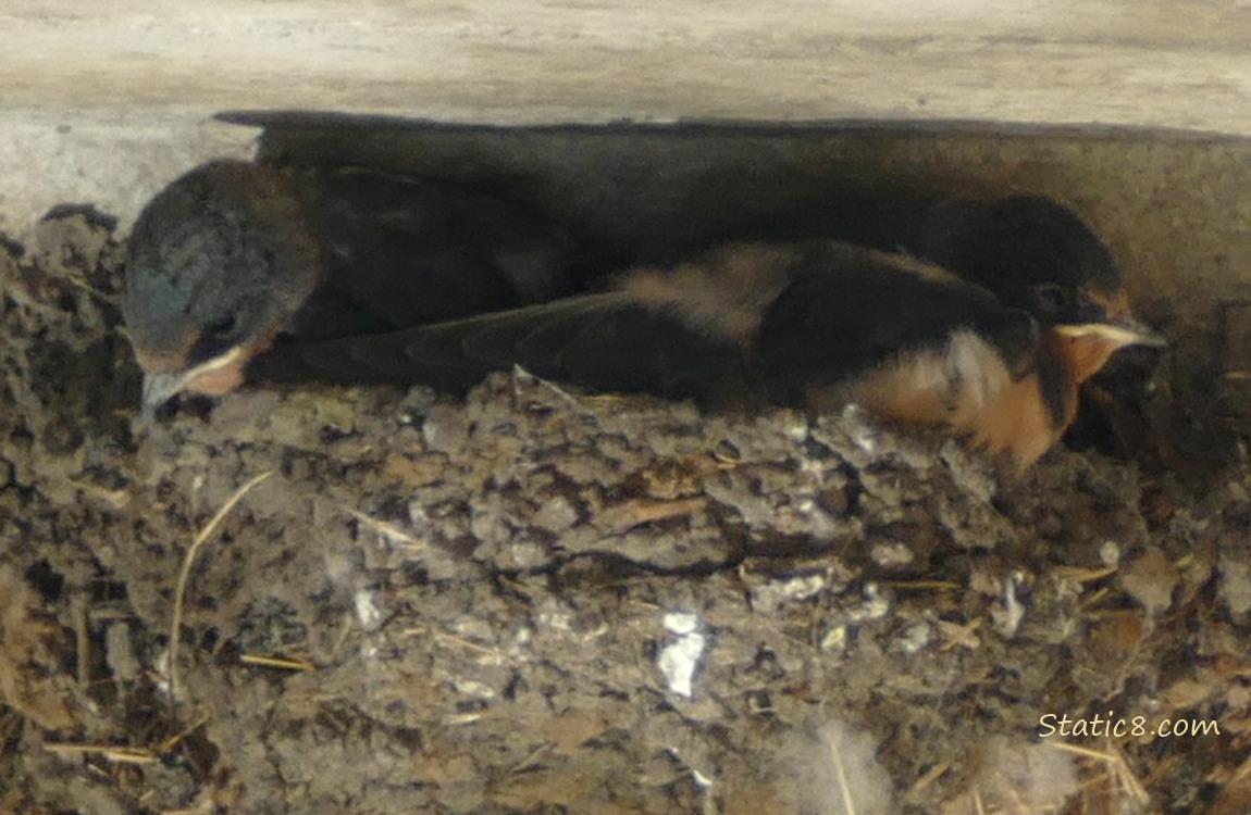 Two Barn Swallow nestlings in the nest, one looks down