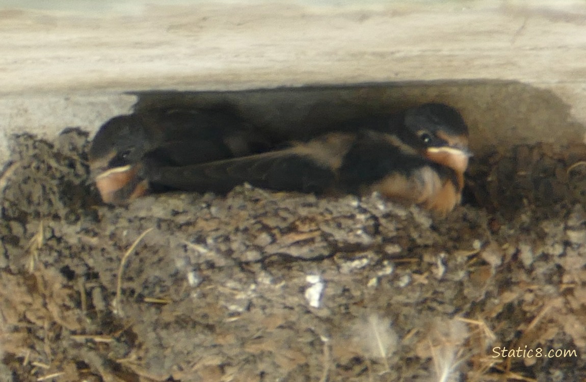 Two Barn Swallow nestlings in the nest