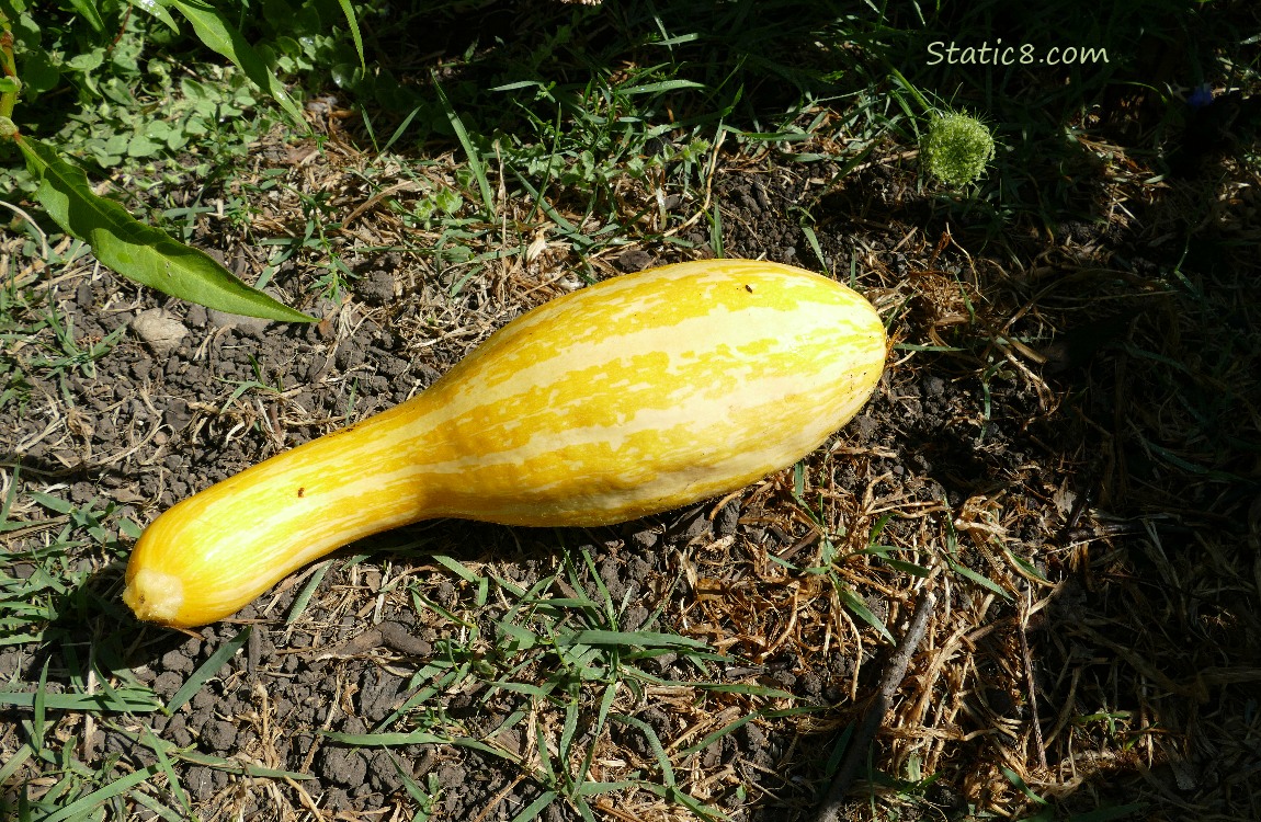 Harvested Crookneck, lying on the ground