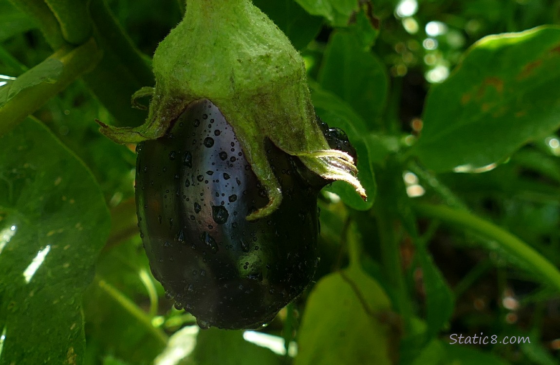 small Eggplant, growing on the vine