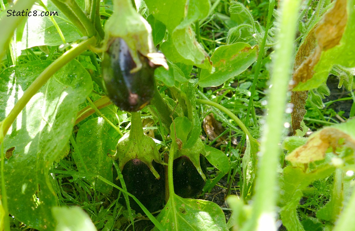 Small Eggplants growing on the vine