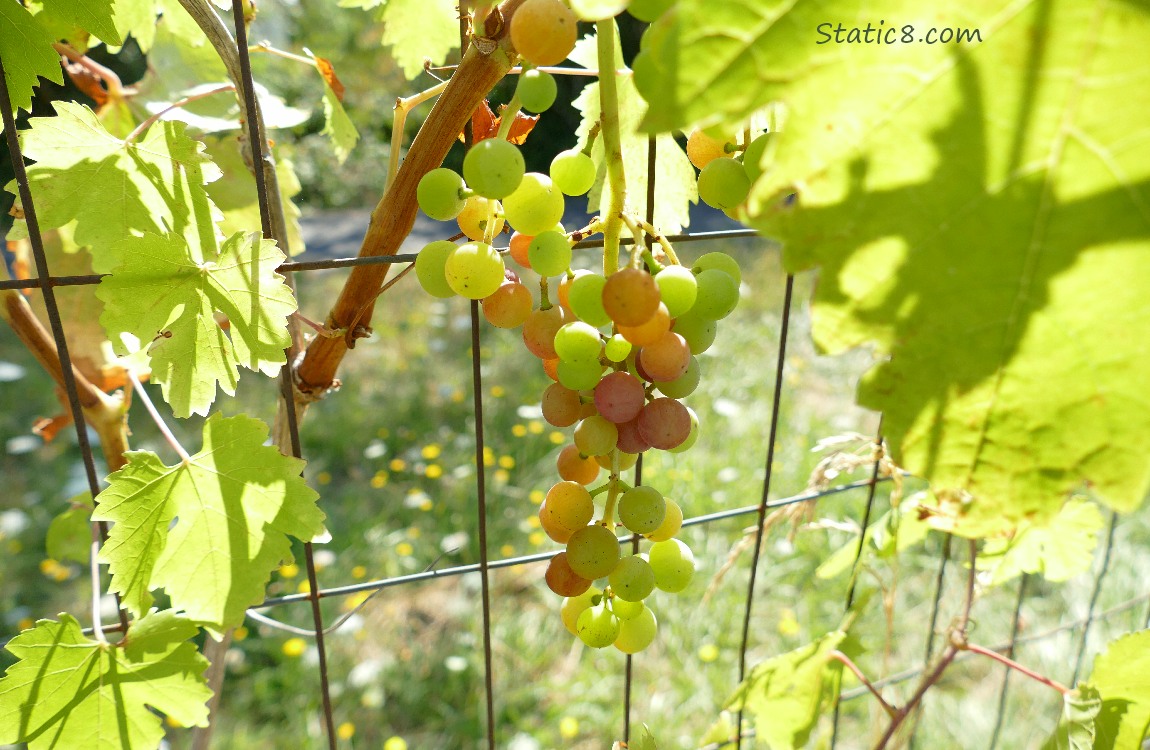 Grapes ripening on the vine