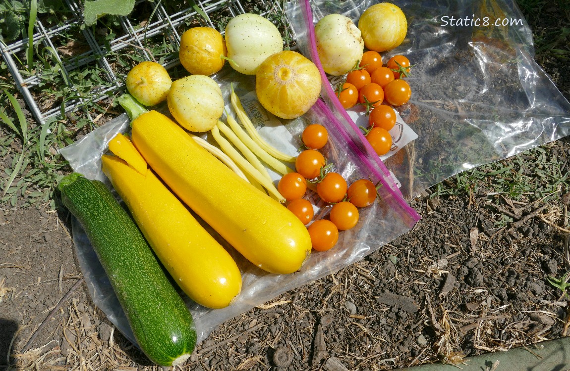 Harvested veggies laying on the ground