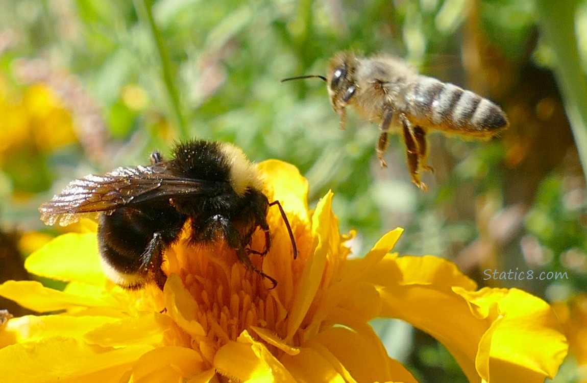 Bumblebee standing on a marigold bloom, with a Honey Bee hovering nearby