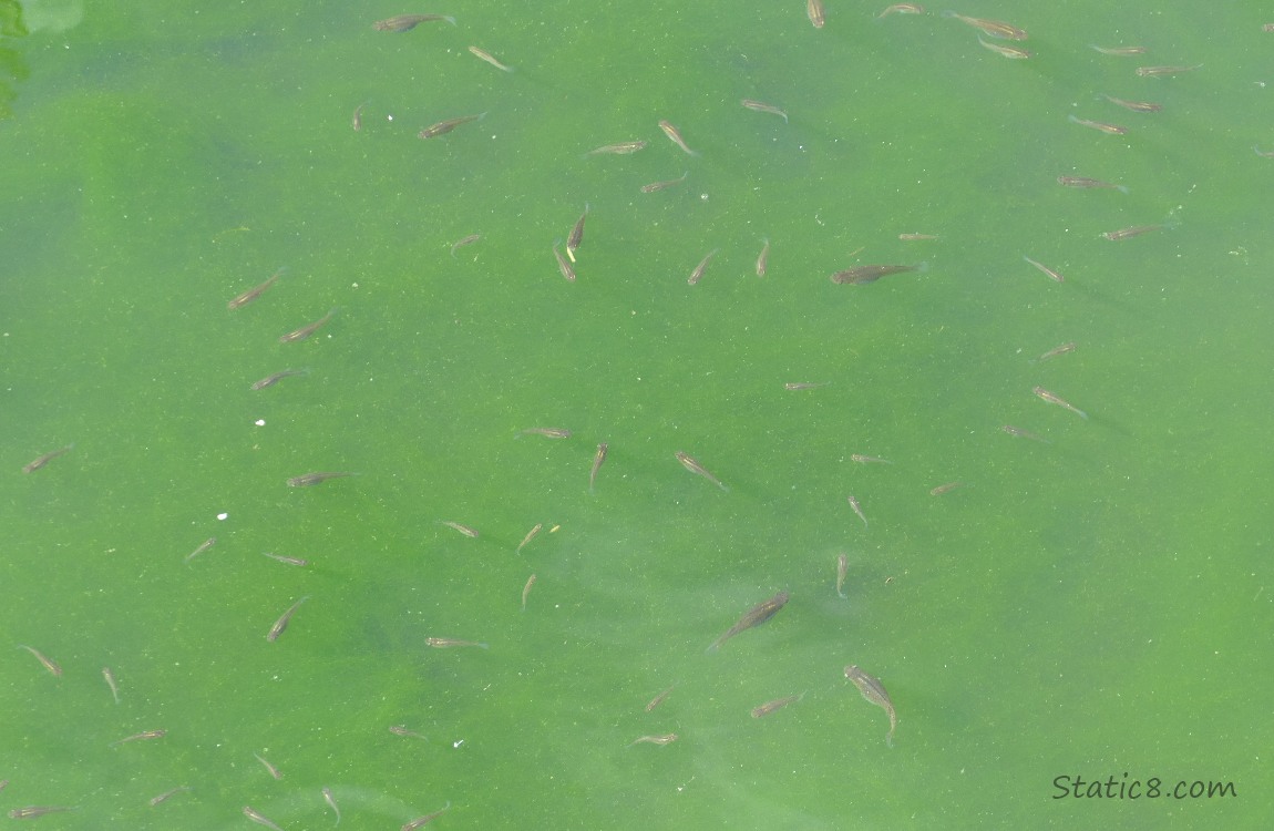 Minnow swimming in green water