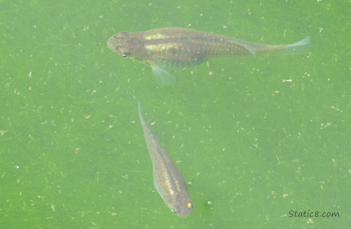 Minnow swimming in green water