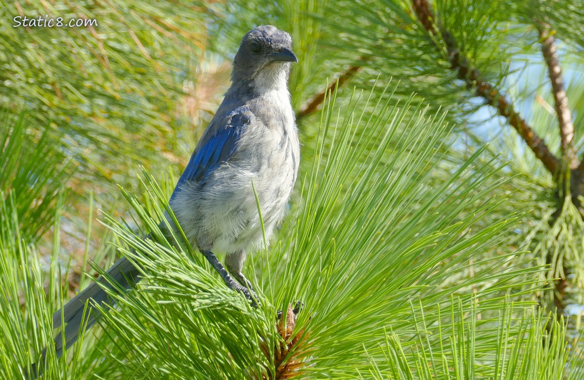 Scrub Jay standing in a pine tree