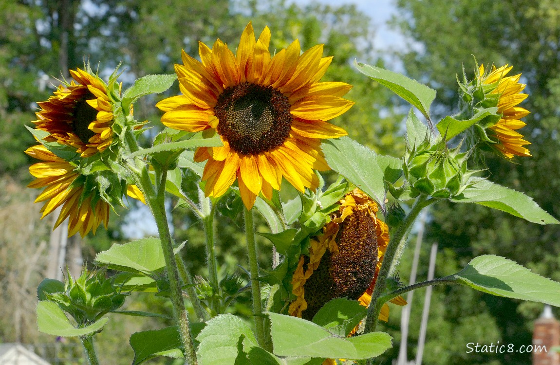 Sunflower with several blossoms