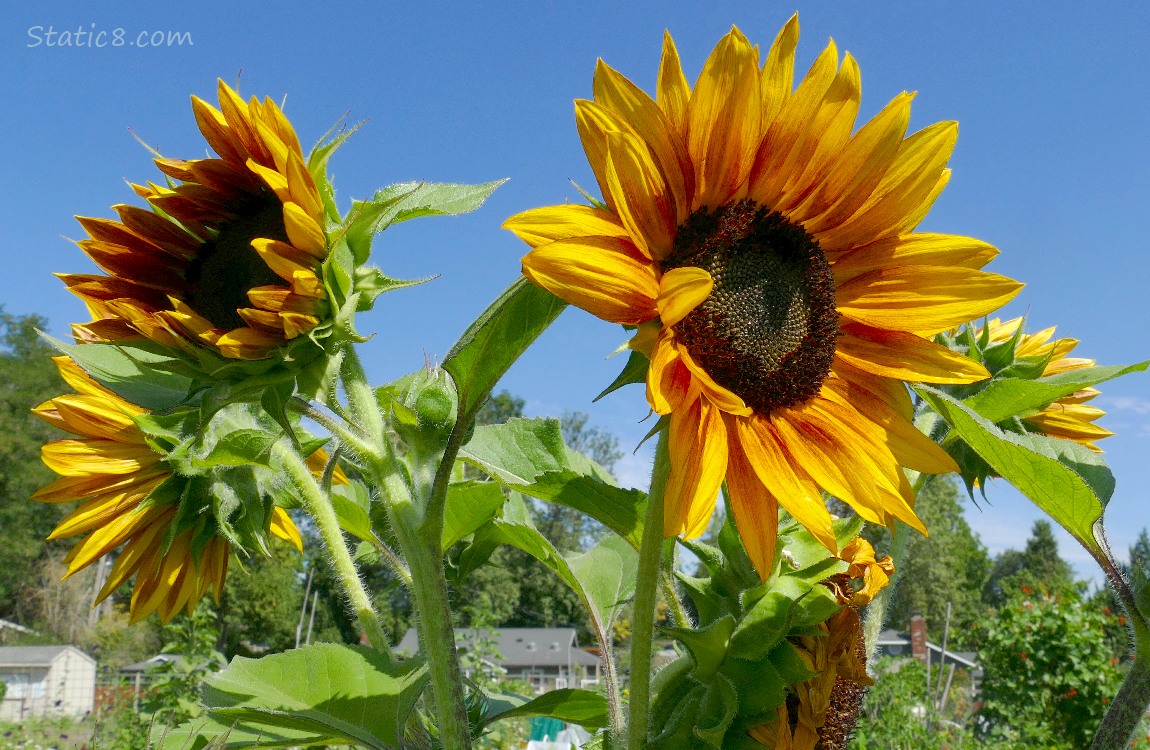 Sunflower with several blossoms