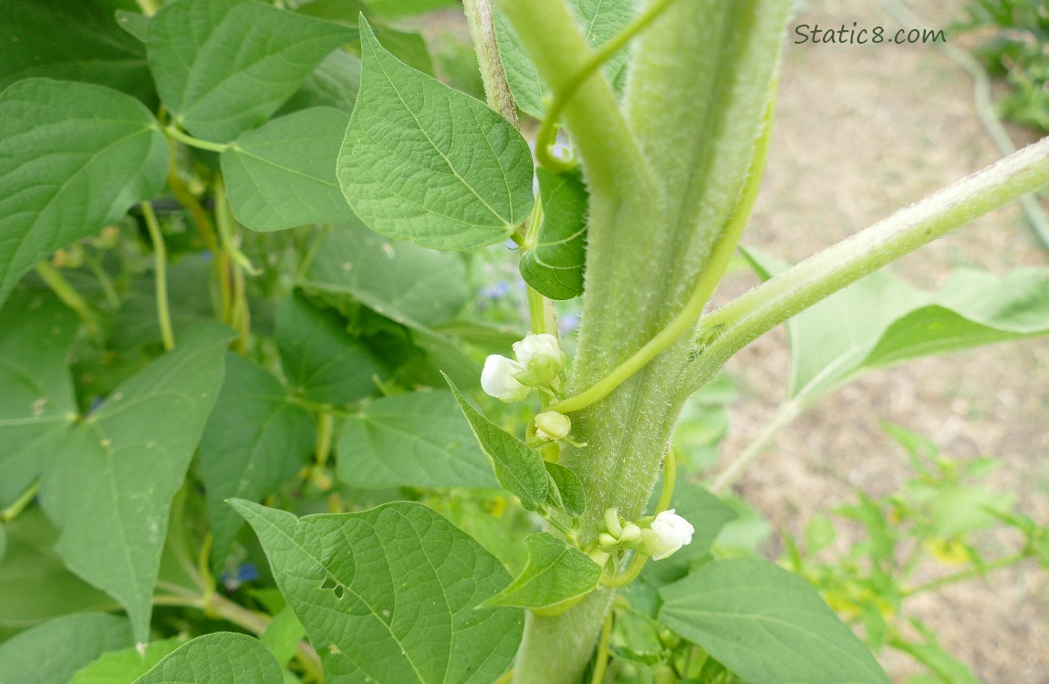 Bean plant with blossoms climbing up the stalk of a sunflower